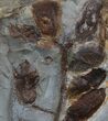 Fossil Nyssidium Seed Pods From Montana - Paleocene #35730-1